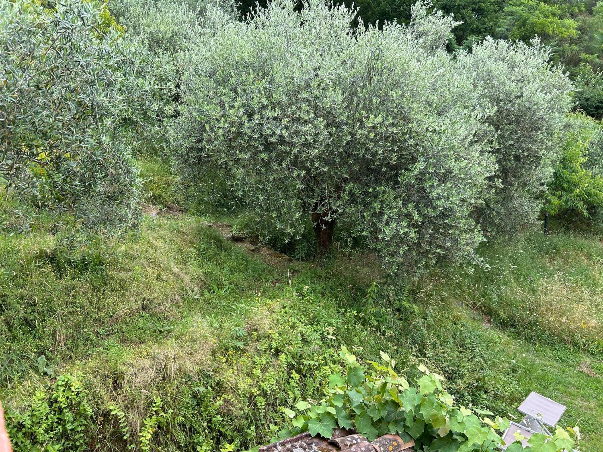 Casa Octavia Bed & Breakfast San Martino in Freddana Dış mekan fotoğraf